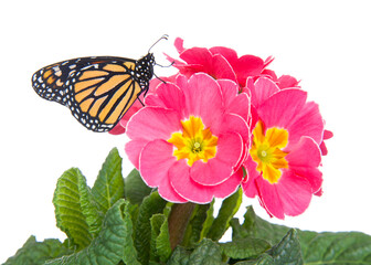 Close up of one Monarch Butterfly on pink primrose flowers with yellow centers, profile view. Isolated on white.