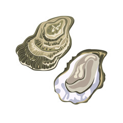 Oysters vector illustration, icon. Seafood in cartoon flat style.