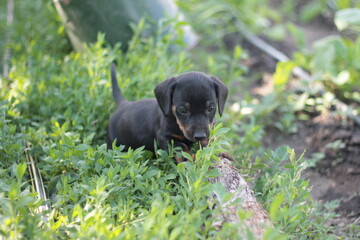 black dachshund puppy