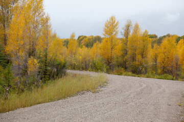 Fall Trees with a road running through them