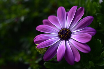 Obraz premium Blumenblüten in verschiedenen Farben, Cup-Körbchen, Pfingstrosen in pink, gelb, violett, oragne und weiß