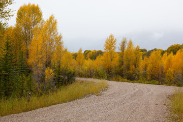 Road through the Autumn woods