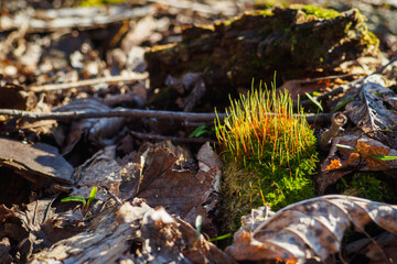 Moss Tortula muralis between dry leaves in forest at sunny spring day. Selective focus, copy space.