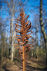 Dry brown fern leaf on spring sunny day against blurred background of forest and blue sky