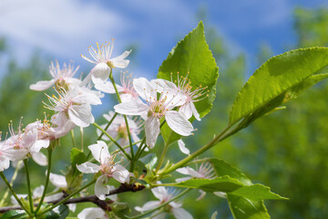 Branch with white cherry flowers, Prunus cerasus blossom on sunny spring day. Springtime card, flowering plant