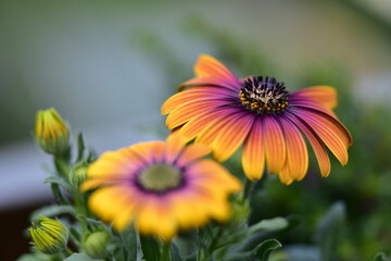 Blumenblüten in verschiedenen Farben, Cup-Körbchen, Pfingstrosen in pink, gelb, violett, oragne und weiß