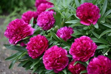 Fototapeta premium Blumenblüten in verschiedenen Farben, Cup-Körbchen, Pfingstrosen in pink, gelb, violett, oragne und weiß