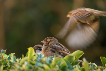 bird sparrow perched on a plant outdoors.
