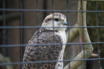The eagle behind the hedge
