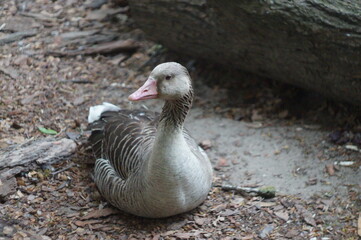 swaggering goose
