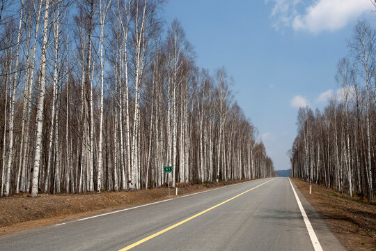 Portrait of Highway with silver birch tree