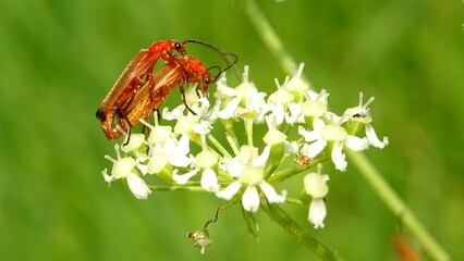 The common red soldier beetle (Rhagonycha fulva) on the natural background
