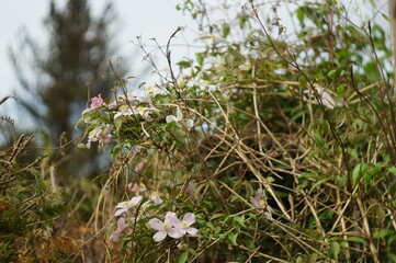 a flowering plant in the hay
