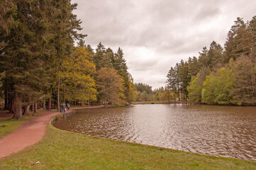 Autumn trees in the Forest of Dean.