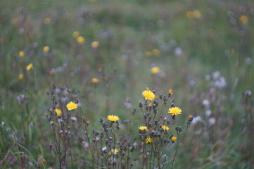 field of dandelions
