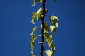 a flower wraps around the fence
