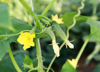 Young flowering cucumbers with flowers in the greenhouse close-up. The concept of growing vegetables at home for your needs