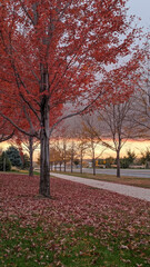 Beautiful fall colors. Red leaves changing on a row of tees lining a suburban street.