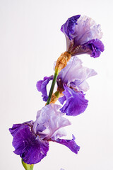 iris isolated on the white