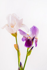 iris isolated on the white
