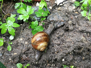 Small garden snail in shell crawling on wet road, slug hurry home