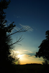 Obraz na płótnie Canvas Sunset framed by silhouetted trees
