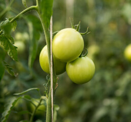 green tomatoes inside of a greenhouse