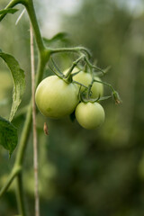 green tomatoes inside of a greenhouse