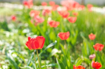 Spring red tulips blooming in the garden.