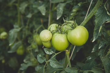 green tomatoes inside of a greenhouse