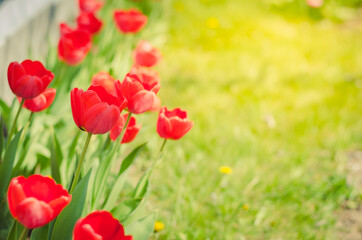 Spring red tulips blooming in the garden.
