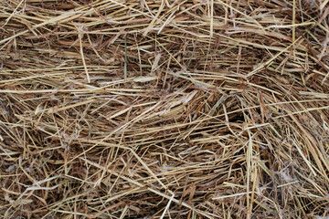 meadow hay in winter