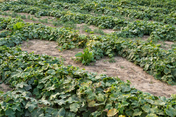 cucumber plant