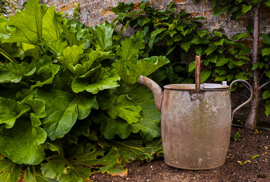 Rusty watering can in a walled garden.