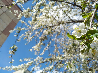 Close-up cherry flowers against background of blurry flowering branches, blue sky and multi-storey building. White blooming cherry blossoms. Spring concept. Spring in the city.