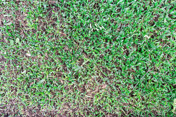 A top view of grass texture