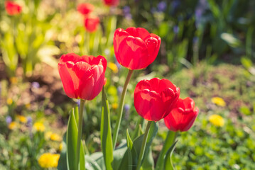 Obraz premium Meadow of red tulips.