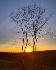 tree at sunset