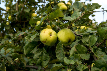close up of a green apple