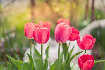 Fototapeta premium Blooming pink tulips in spring in the garden.