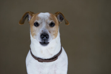 Jack Russell Terrier dog. Portrait of Jack Russell Terrier