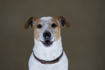Jack Russell Terrier dog. Portrait of Jack Russell Terrier