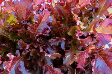 Red Oakleaf Lettuce, Home grown organic lettuce ready for harvest