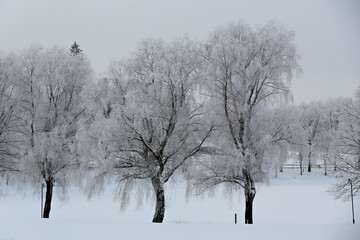 Fototapeta na wymiar Frozen willow trees in a snowy park in January