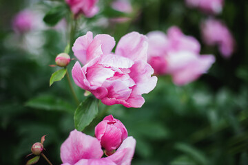 Obraz premium pink tree peony flower starting to bloom