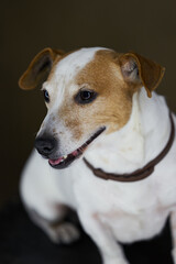 Jack Russell Terrier dog. Portrait of Jack Russell Terrier