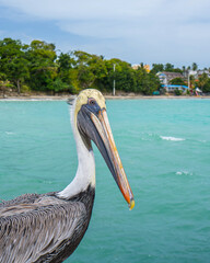 A Pelican bird looking at the camera.