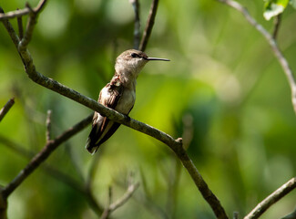 Little female Hummingbird sits on a limb watching the bird feeders.