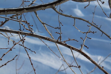 Fototapeta na wymiar branch in the ice, beautiful winter
