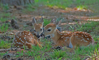 Two little spotted fawns nuzzle noses as they lay together.